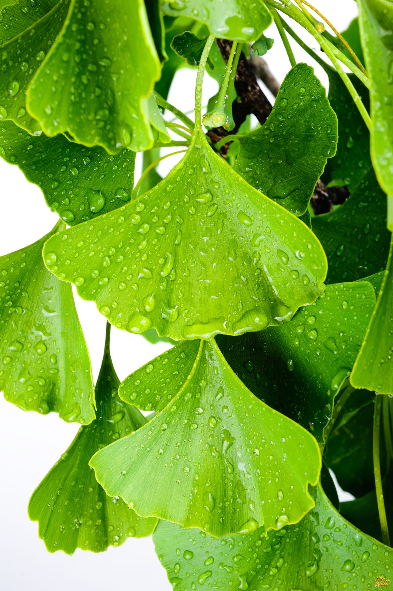 ginkgo biloba