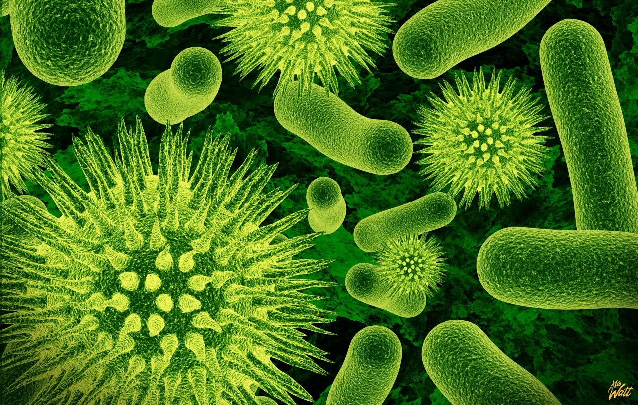 bacteria
