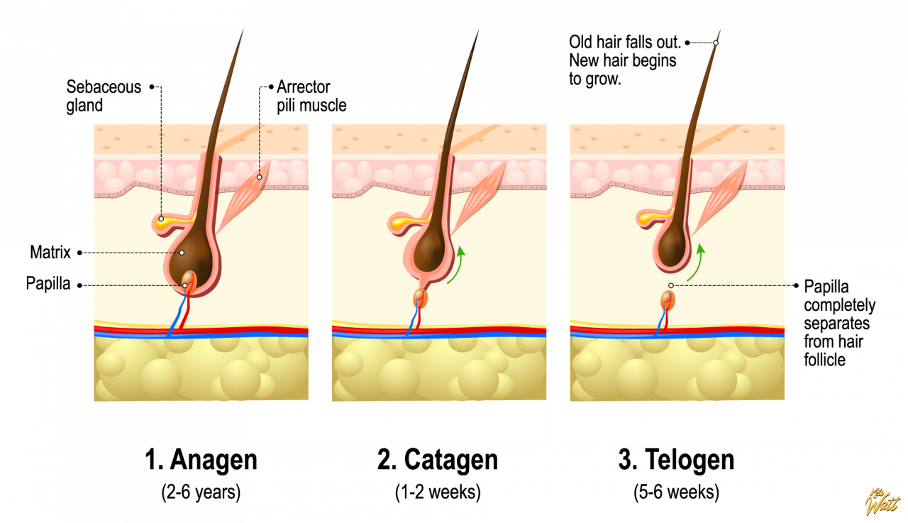 hair-growth-phases
