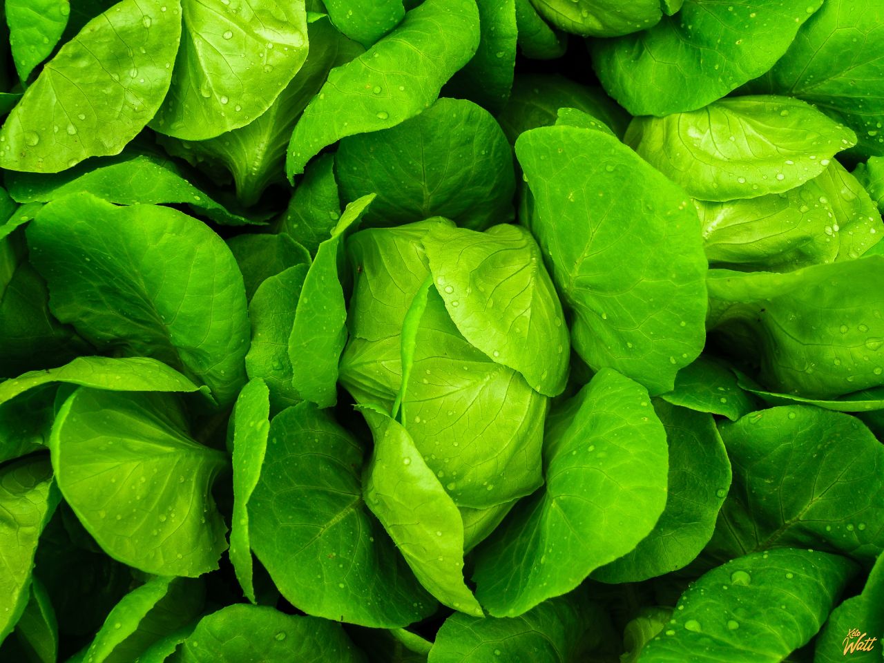 salad