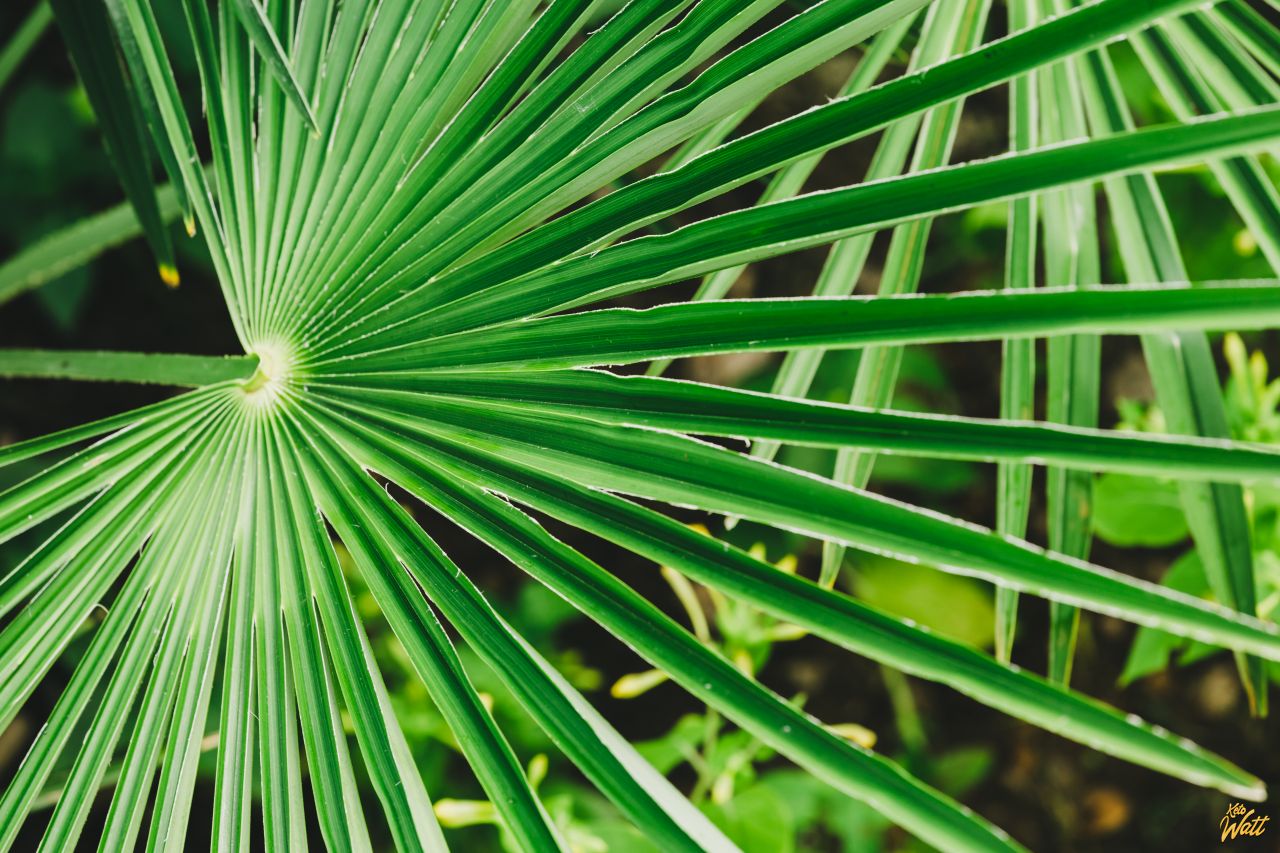 saw palmetto